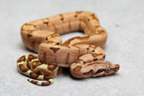 BOA KUBSCH PASTEL SUPER SALMON 66% DH ALBINO SQUARETAIL HEMBRA ID : 17-8