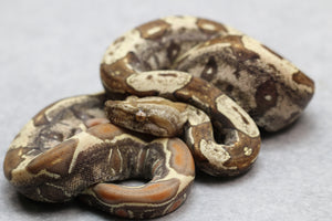 BOA VPI T+ IMG HEMBRA ID : 180