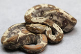 BOA VPI T+ IMG HEMBRA ID : 180