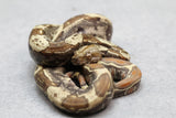 BOA VPI T+ IMG HEMBRA ID : 180