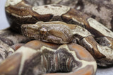 BOA VPI T+ IMG HEMBRA ID : 180