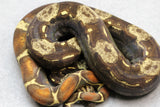 BOA VPI T+ IMG MACHO ID : 301