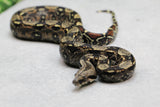 BOA IMG MACHO ID : 13-10