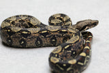 BOA IMG MACHO ID : 13-10