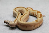 BOA SUPER HYPO JUNGLE 66% HET VPI HEMBRA ID : 10-13