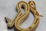 BOA SUPER HYPO JUNGLE 66% HET VPI HEMBRA ID : 10-13