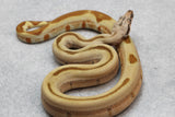 BOA SUPER HYPO JUNGLE 66% HET VPI HEMBRA ID : 10-13