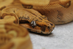 BOA HYPO MANDARIN BELLY HEMBRA ID : 4-3