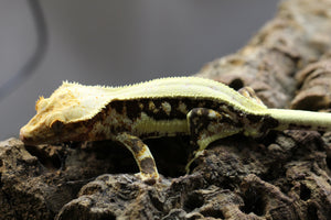 GECKO LILLY WHITE  MACHO  ID : 11-1