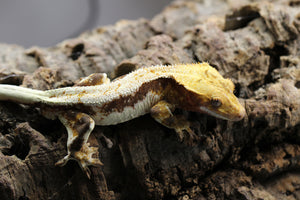 GECKO LILLY WHITE  MACHO  ID : 2-8