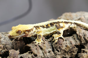 GECKO LILLY WHITE  MACHO  ID : 2-9