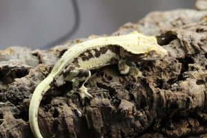 GECKO LILLY WHITE  MACHO  ID : 9-8