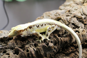 GECKO LILLY WHITE 66% HET AXANTHIC MACHO  ID : 3-6