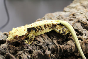 GECKO LILLY WHITE  MACHO  ID : 138