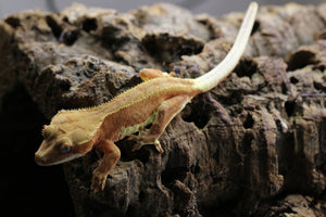 GECKO PHANTOM LILLY WHITE HEMBRA ID : 10-8