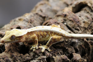 GECKO LILLY WHITE HEMBRA ID : 140