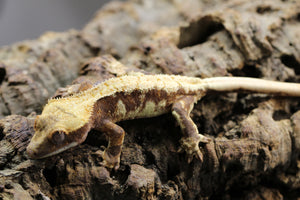 GECKO LILLY WHITE HEMBRA ID : 130