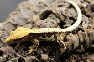 GECKO LILLY WHITE HEMBRA ID : 11-8