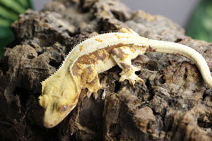 GECKO LILLY WHITE HEMBRA ID : 1-13