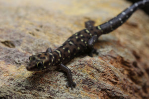 GECKO TIGRE ( PACHYDACTYLUS TIGRINUS ), SIN SEXAR