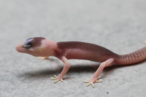 PIED TOTAL ECLIPSE HET TREMPER  SIN SEXAR ID 2