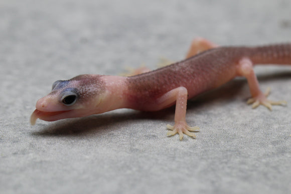 PIED TOTAL ECLIPSE HET TREMPER  SIN SEXAR ID 26