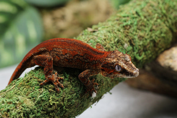 GECKO GARGOLA HIGH RED HEMBRA ID : 16-5