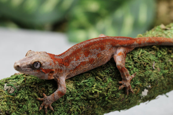 GECKO GARGOLA HIGH RED HEMBRA ID  110