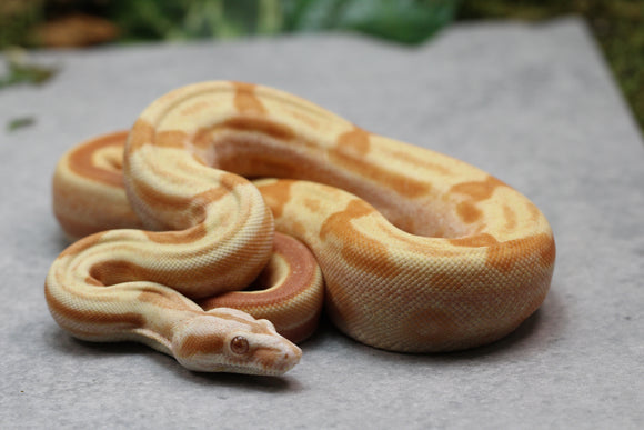 BOA IMG SUNGLOW JUNGLE MACHO ID : 13-15