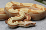 BOA IMG SUNGLOW JUNGLE MACHO ID : 13-15