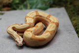 BOA IMG SUNGLOW JUNGLE MACHO ID : 13-15