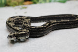 BOA IMG MOTLEY HEMBRA ID : 8-8