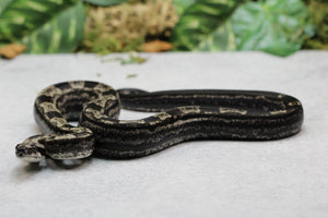 BOA IMG MOTLEY HEMBRA ID : 8-8
