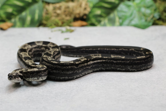 BOA IMG MOTLEY HEMBRA ID : 8-8