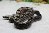 BOA IMG MOTLEY HEMBRA ID : 8-8