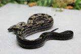 BOA IMG MOTLEY HEMBRA ID : 8-8