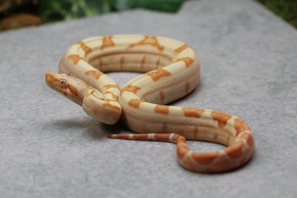 BOA KHAL SUNGLOW HET LEOPARD POSIBLE HET ANERY HEMBRA ID : 15-11