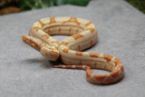 BOA KHAL SUNGLOW HET LEOPARD POSIBLE HET ANERY HEMBRA ID : 15-11