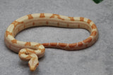 BOA KHAL SUNGLOW HET LEOPARD POSIBLE HET ANERY HEMBRA ID : 15-11