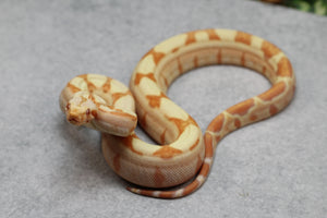BOA KHAL SUNGLOW HET LEOPARD POSIBLE HET ANERY MACHO ID : 5-3