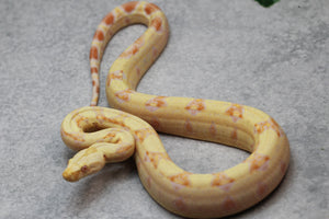 BOA KHAL ALBINO HET LEOPARD POSIBLE HET ANERY HEMBRA ID : 13-13