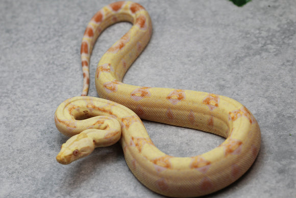 BOA KHAL ALBINO HET LEOPARD POSIBLE HET ANERY HEMBRA ID : 13-13
