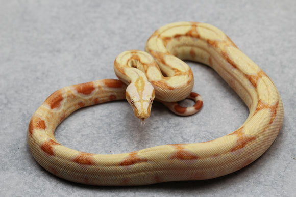 BOA KHAL ALBINO HET LEOPARD POSIBLE HET ANERY HEMBRA ID : 8-3