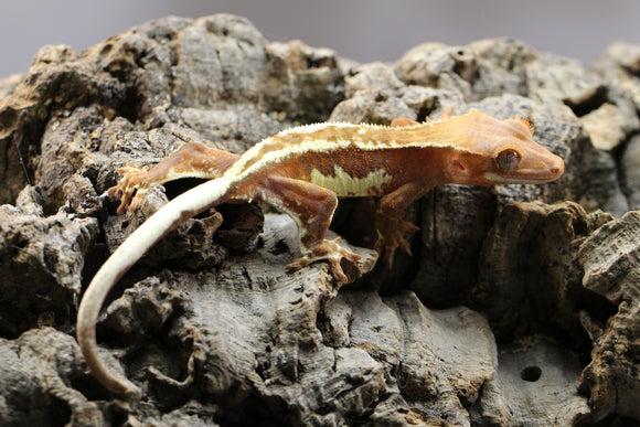 GECKO CRESTADO FRAPPUCCINO POSIBLE HEMBRA ID : 12-8