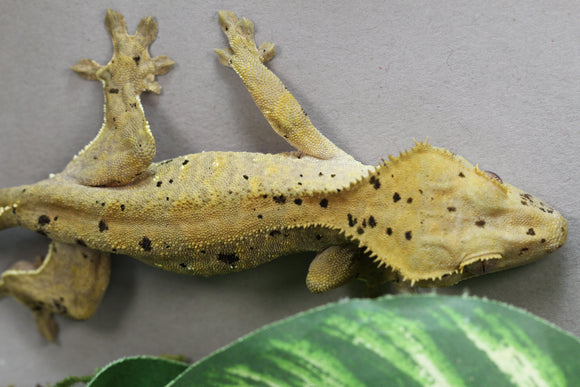GECKO CRESTADO SUPER DALMATIAN HEMBRA ID : 14-5