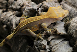GECKO CRESTADO CAPPUCCINO PINSTRIPE HEMBRA SUBADULTA  ID : 1-5