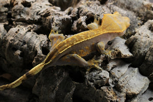 GECKO CRESTADO CAPPUCCINO PINSTRIPE HEMBRA SUBADULTA  ID : 1-5