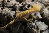 GECKO CRESTADO CAPPUCCINO PINSTRIPE HEMBRA SUBADULTA  ID : 1-5