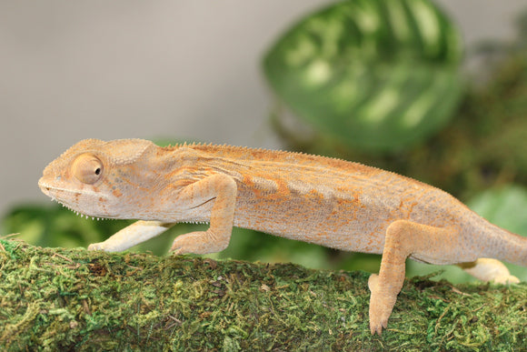 CAMALEON PANTERA NOSEY MITSIO  HEMBRA JUVENIL
