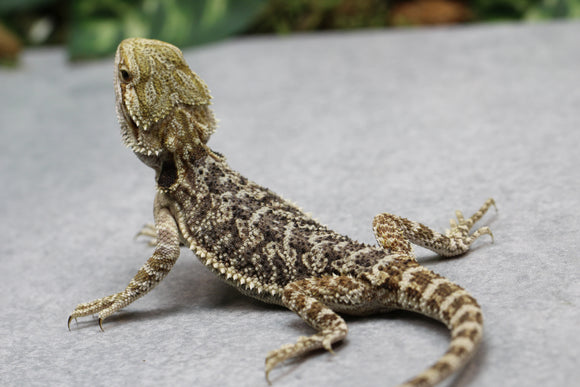 DRAGON BARBUDO MACHO SUBADULTO  ID : 15
